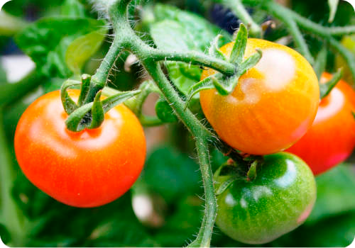 Frutíferas